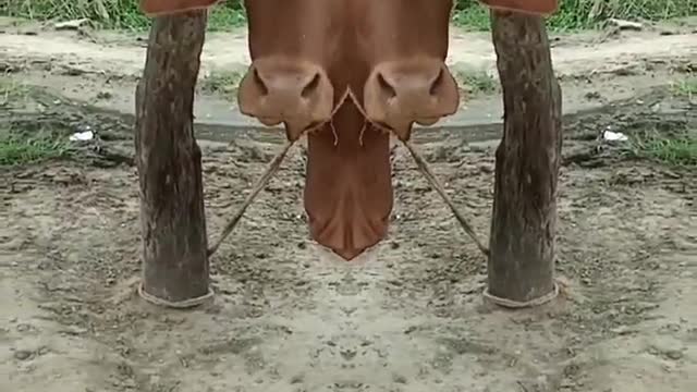 .cow reverse magic video viral hog animal #shorts #viral #trending