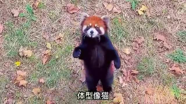 Dazed red panda