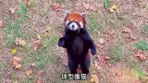 Dazed red panda