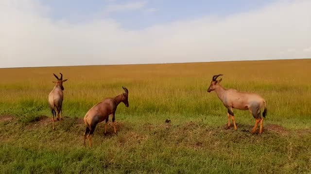 Safari in Masai Mara National Park, Kenya, Africa #travel #wildlife #safari
