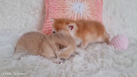 Mickey tried on an eared hat and MET his younger brother Simba