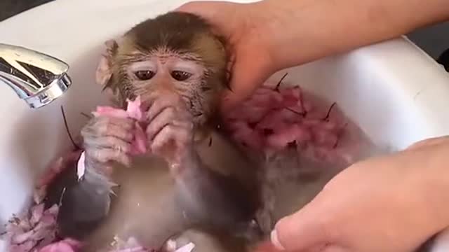 This adorable little monkey is having a bath.