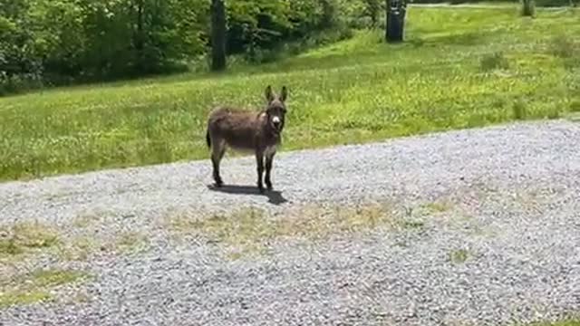 Hilarious funny cute donkey