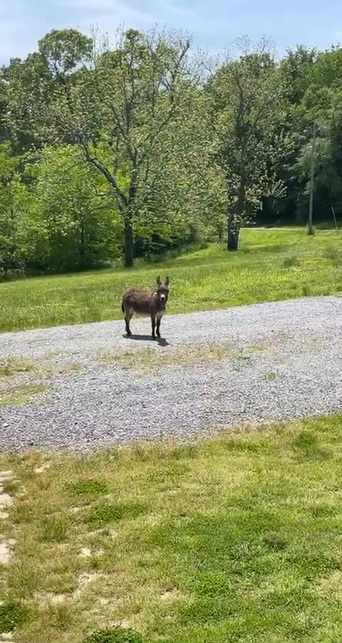 Hilarious funny cute donkey
