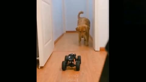 Funny dog with car toy