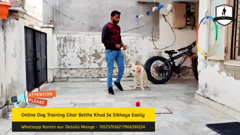 Dog training basic | simple dog training