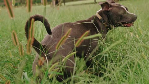 dog playing with nature