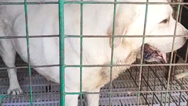 The white dog looks old