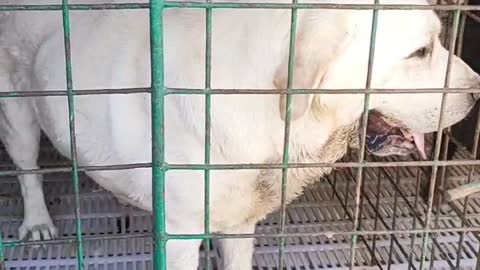 The white dog looks old