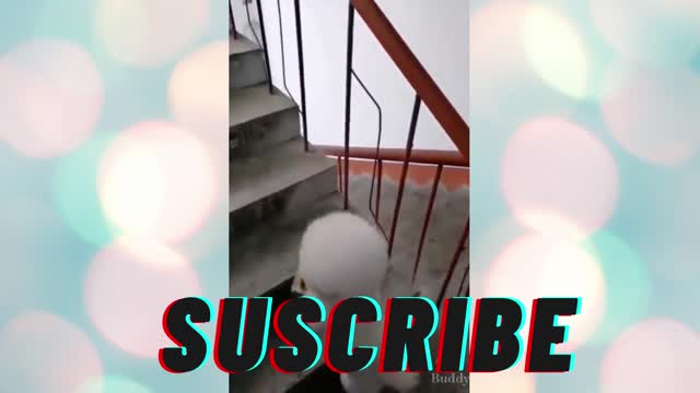 funy dogs video