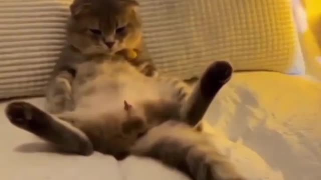 catsinweek-dingo