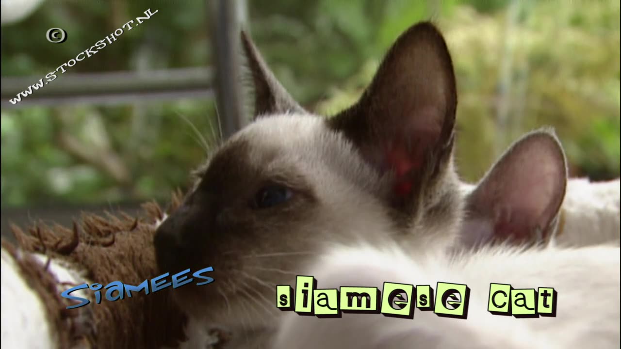 Siamese cats 01