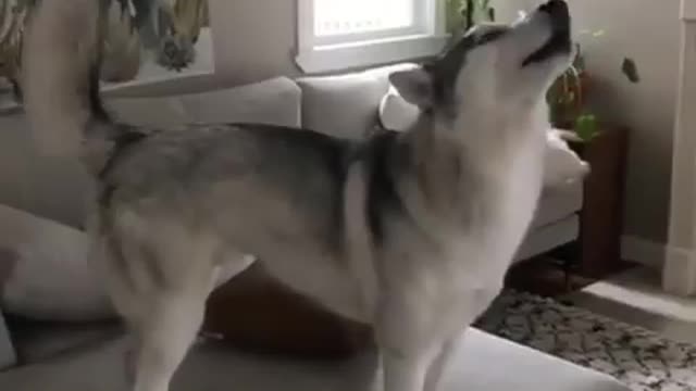 Funniest Siberian Husky Dog Videos 😁😇 Best Funny Animal Videos 2022 😺 Funny Dog Videos 2022 😁