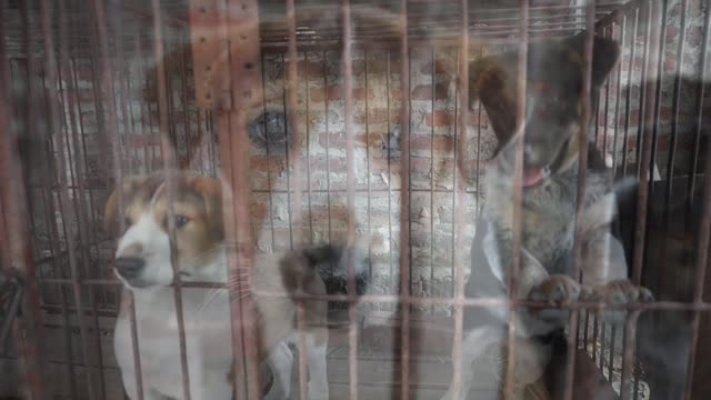 My funny dogs, it's so cute