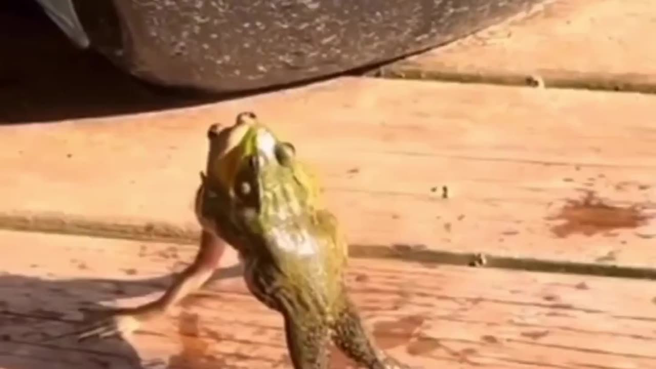 Funny Amphibian Fight😂😂