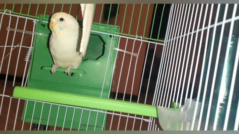 My Budgie bird