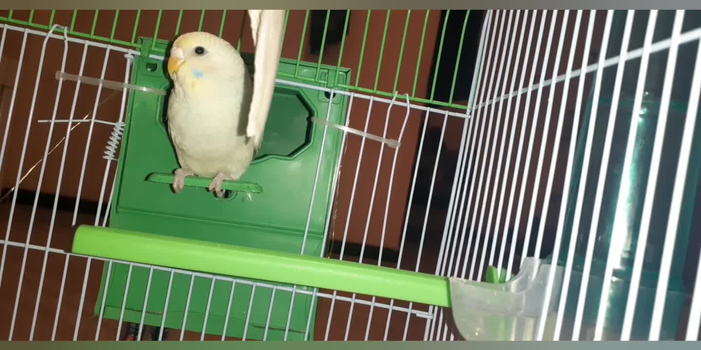 My Budgie bird