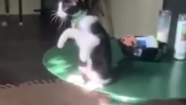 Crazy cat 😂 Funny pets #shorts