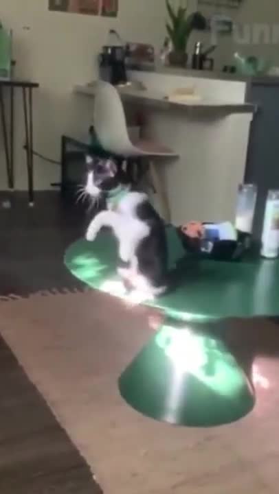 Crazy cat 😂 Funny pets #shorts