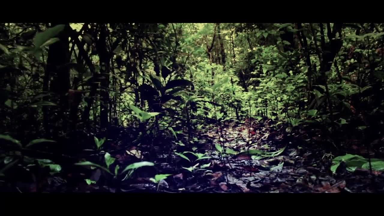Forest - 23