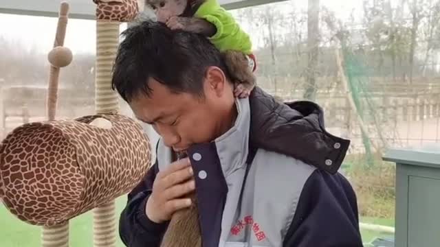 Baboon playing on the owner