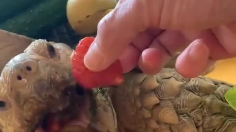 turtle life is not easy..