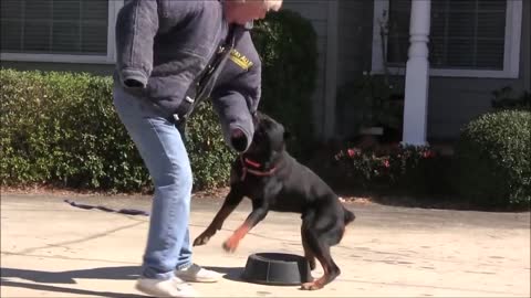 how you can Teach dogs to guard people and objects