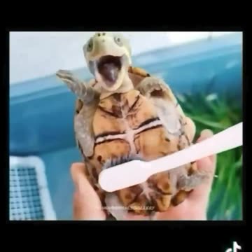 Cute and funny animals video compilation 😂😂😂 part- 2