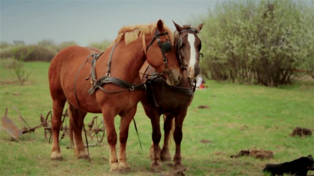 Two horses harnessed to the plow. In the background you can see two peasants taking lunch