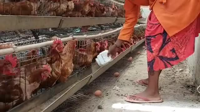 EGGS AND CHICKEN BEST NUTRITION