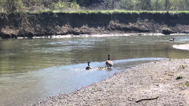 Flock of geese part two