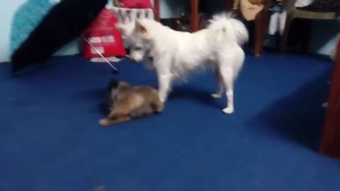 Pomeranian and Spitz playing fighting