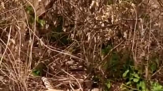 Tiger try to catching monkey in the tree