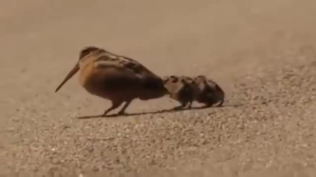 A curiosa dança da American Woodcock