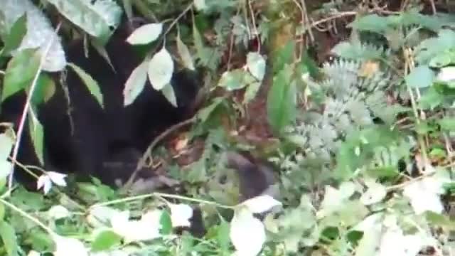 Hilarious! Baby Gorilla Practicing Menacing