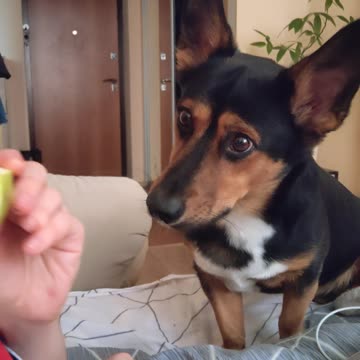 Cute little dog asks for an apple