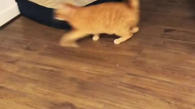 anyone else’s cat make this noise at least twice a day?