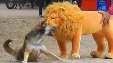 Troll Prank Dog Funny & fake Lion and Fake Tiger Prank To dog & Huge Box Prank to dog