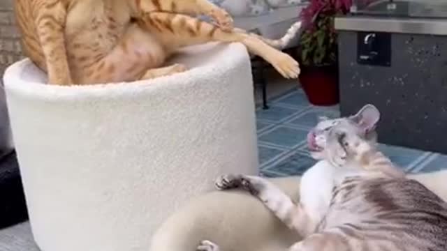 Cats fighting kkkk cute animals supper funny