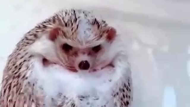 cute little hedgehog