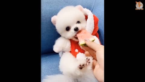 Mini Pomeranian / cute puppy - Funny and Cute Pomeranian Videos