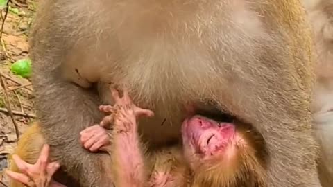 Baby monkey newborn