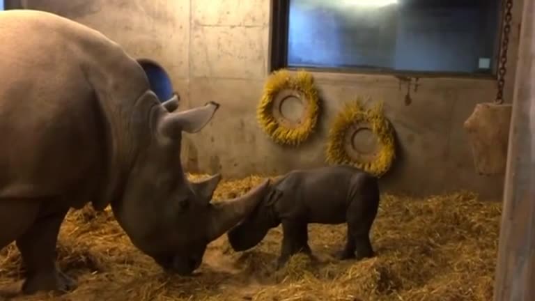 Rhino born at Copenhagen Zoo