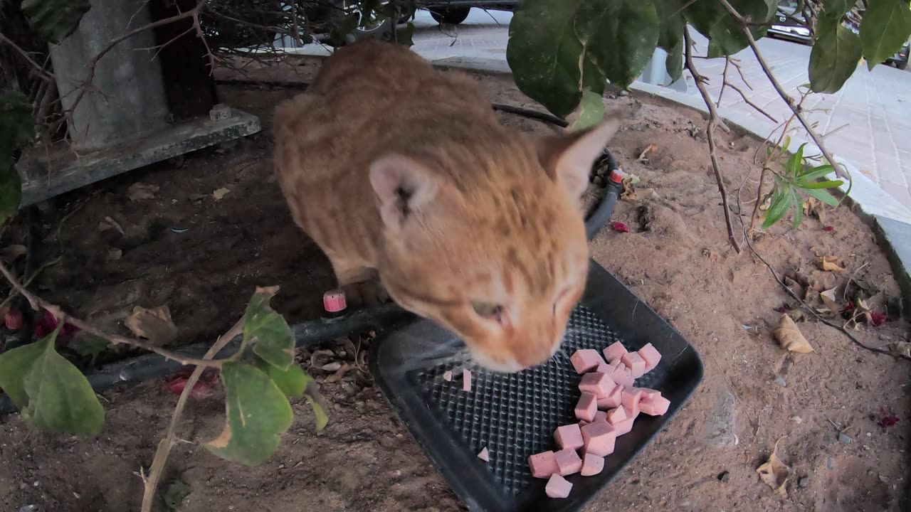 CHRIS MARTIN - Homeless cat in Ras Al Khaimah, UAE #cat #cats #ChrisMartin #emirates #ae #UAE #food