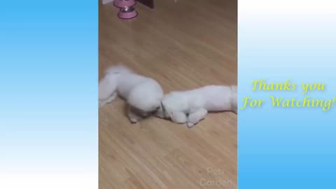 Cute Puppies Playing Tug of War