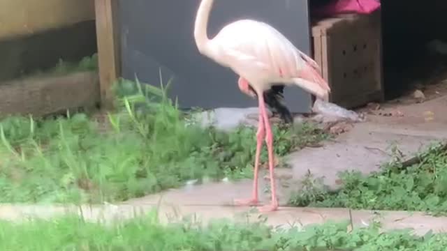 Long legged Flamingo