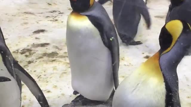 Penguins at the Melbourne Sea Life Aquarium