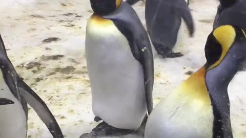 Penguins at the Melbourne Sea Life Aquarium