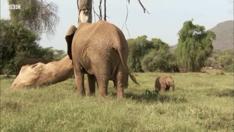 Baby Elephant Plays In The Sand | Secret Life Of Elephants | BBC Earth