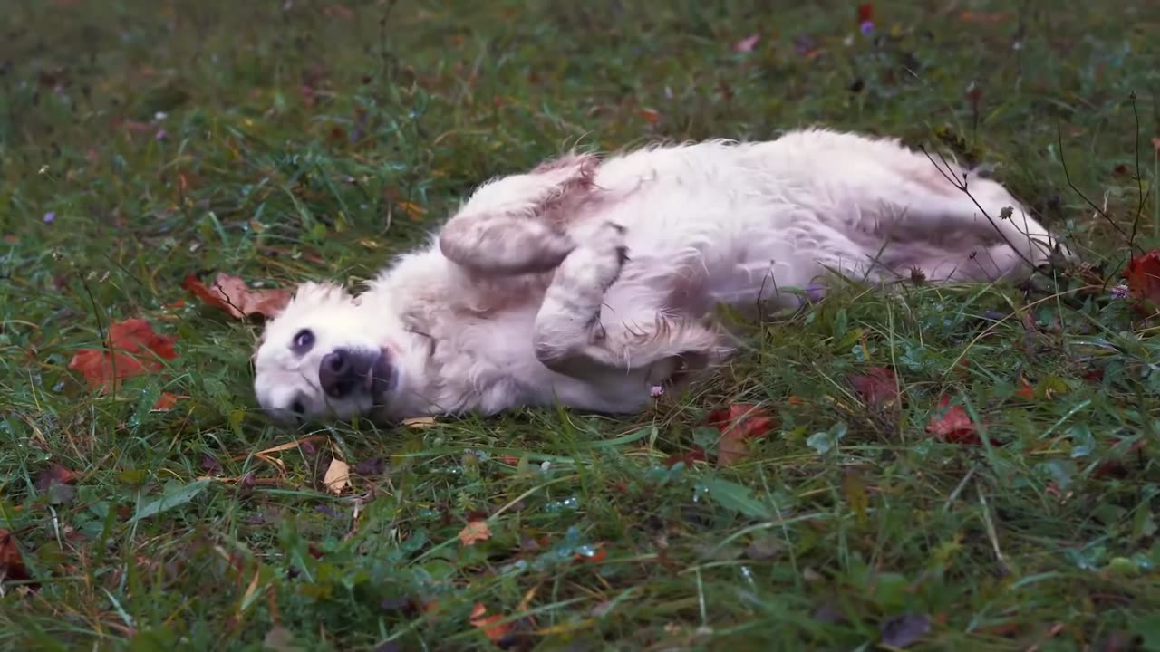 happy playing is running in the park